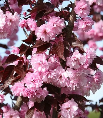 Сакура "Royal Burgundy" (Привита форма)