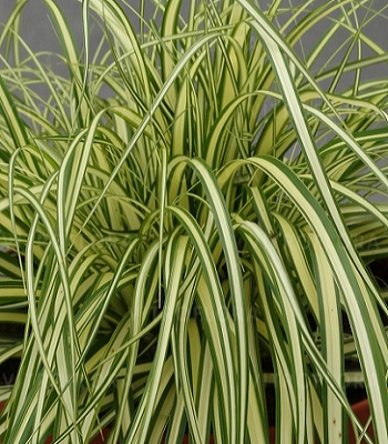 Carex "Maxigold" 