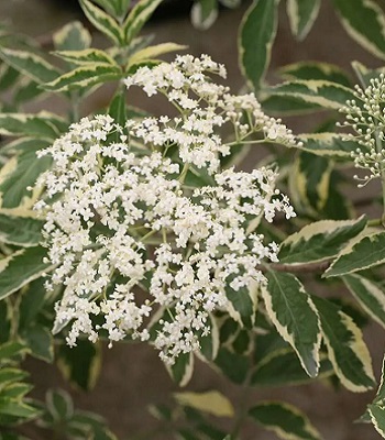 Бузина чорна "Variegata" 