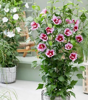 Гібіскус деревовидний "Flower Tower Purple" 