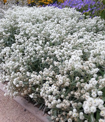 Анафаліс "Silver Wave"