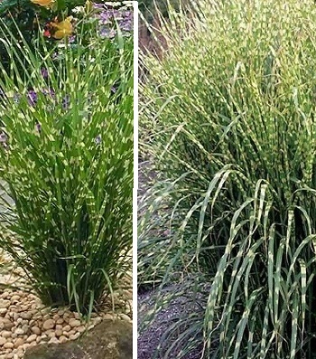 Miscanthus sinensis "Little Zebra" 