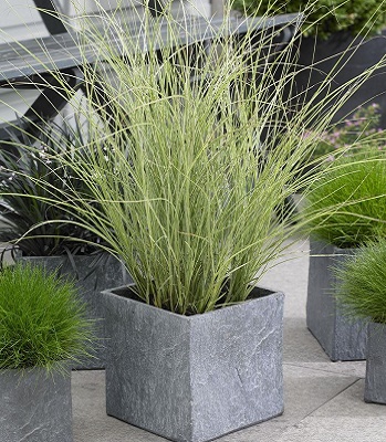 Miscanthus sinensis "Morning Light" 