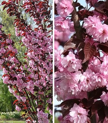 Сакура "Royal Burgundy" 