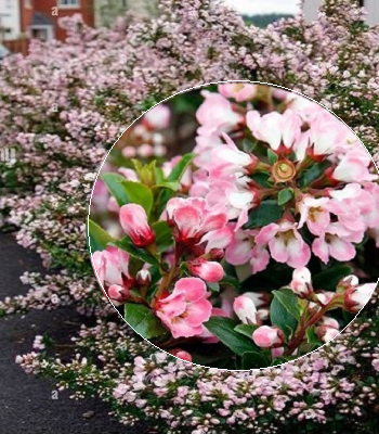 Ескалонія "Apple Blossom" 