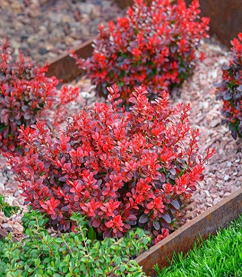 Барбарис "Atropurpurea Nana" 