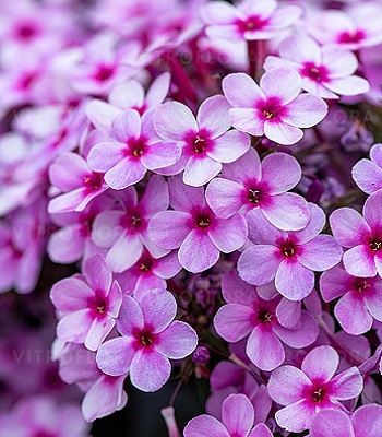 Флокс "Early" Lavender Pop"