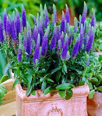 Вероніка "Ulster Dwarf Blue" 