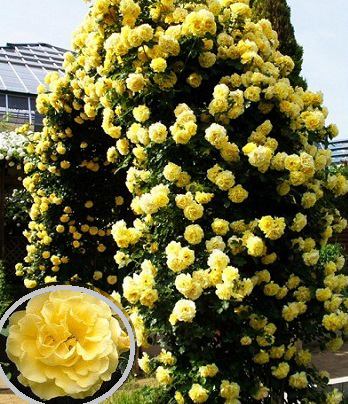 Троянда плетиста "Голден Шауерс"