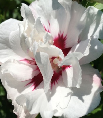 Гібіскус деревовидний "China Chiffon" 