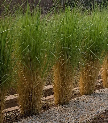Panicum virgatum "Northwind"