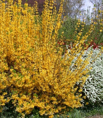 Форзиція "Spectabilis" 