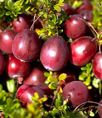 Журавлина (Стівенс) 