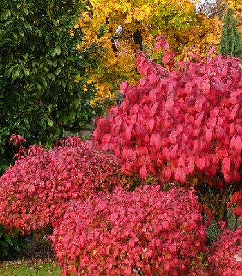 Бересклет європейський "Red Cascade" 