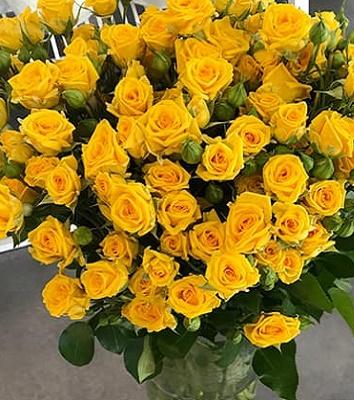 Троянда спрей "Сан Сіті"