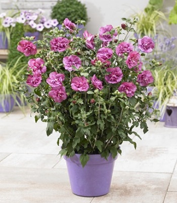 Гібіскус деревовидний "Magenta Chiffon" 