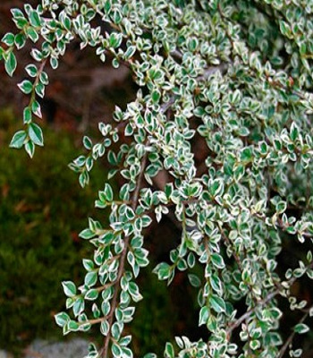 Кизильник "Variegatus" 