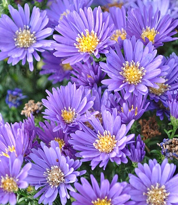 Астра "Island Samoa"