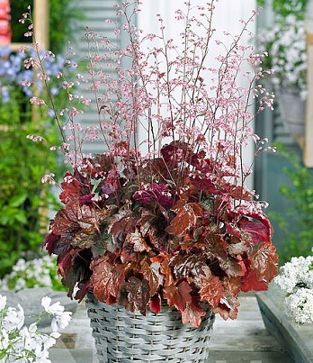 Гейхера "Rachel"