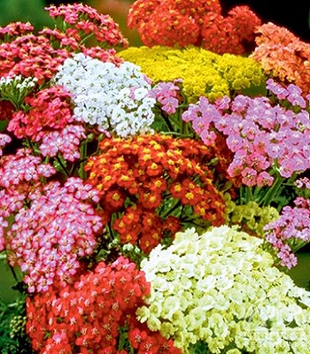 Деревій звичайний "Summer Pastels" 