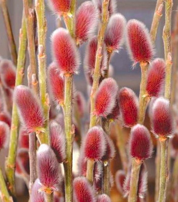 Верба "Mount Aso"