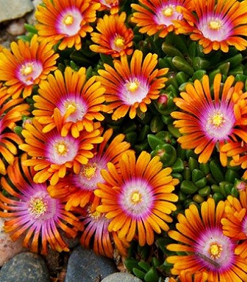 Делосперма "Sundella Apricot" 