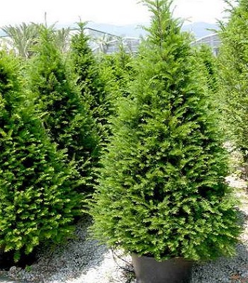 Тис ягідний 