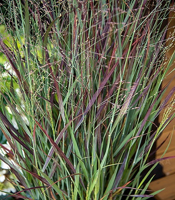 Panicum virgatum "Nosferatu"