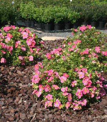 Лапчатка кущова "Bellissima" 