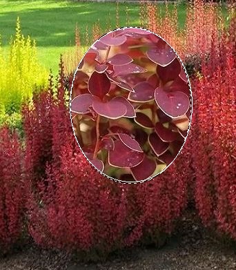 Барбарис "Chiquita" 