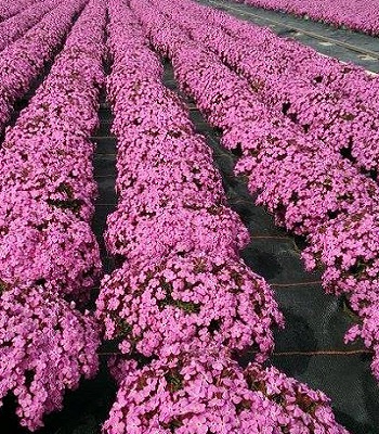 Сапонарія "Bressingham Pink"
