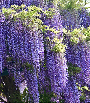 Гліцинія "Blue Sapphire" 