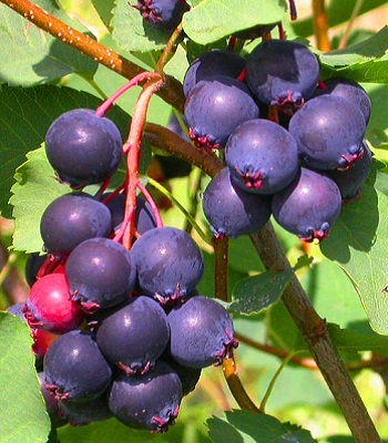 Ірга "Honeywood" 