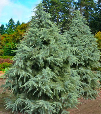 Кедр гімалайський