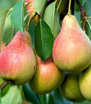 Груша літня Вікторія 