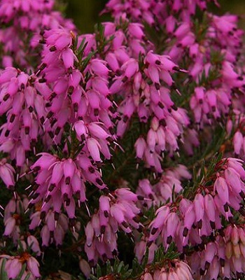 Еріка "Rubinteppich"