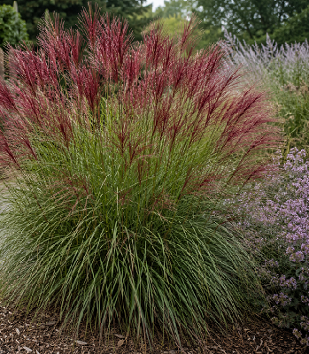 Miscanthus sinensis "Red Zenith"