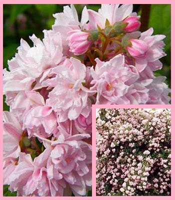 Дейція гібридна "Pink Pom-Pom" 