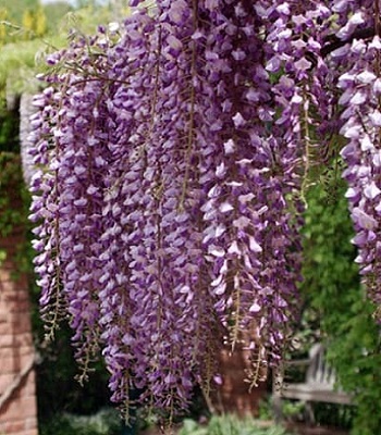 Миління японська