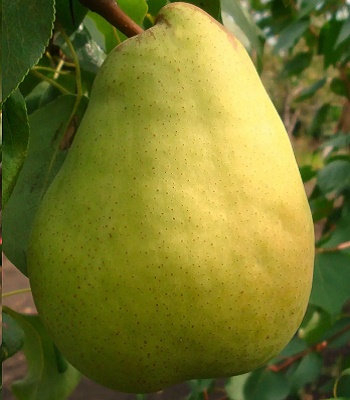 Груша осіння  Рікс