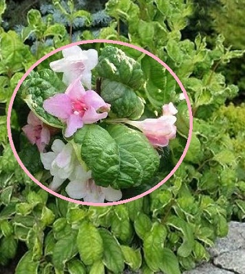 Вейгела квітуча "Caricature" 