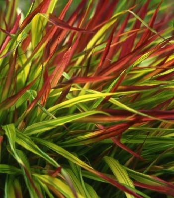 Hakonechloa macra "Mulled Wine" 