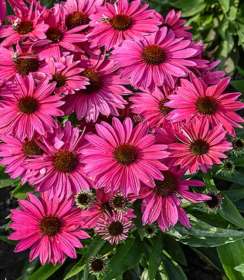 Ехінацея "Pearl Magenta Imp" 
