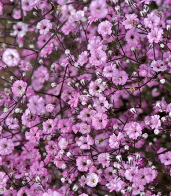 Гіпсофіла "Rosenschleier"