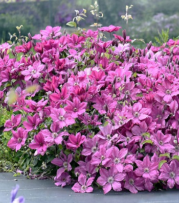Клематис "Pink Horizon"