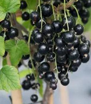 Смородина "Triton" (Привита на штамбі)