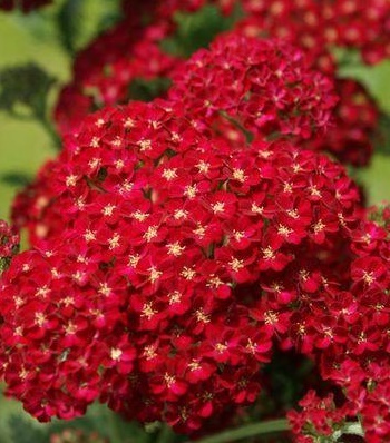 Деревій звичайний "Paprika" 