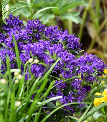 Дзвіночок "Blue Crown"