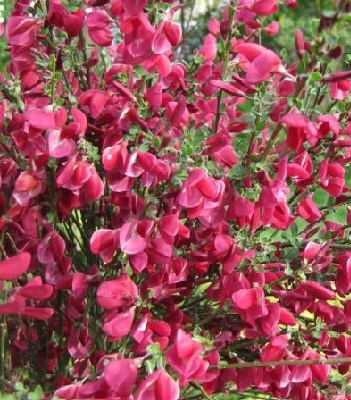 Ракитник "Boskoop Ruby" 