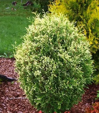 Туя західна "Copper Gold" 